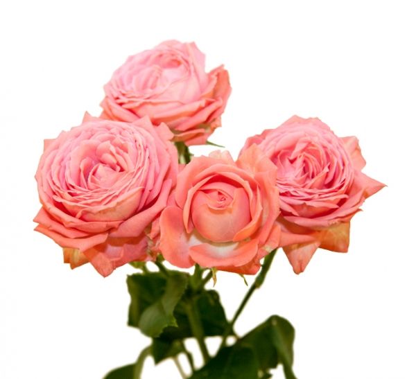 Роза барбадос фото и описание сорта